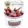 Dennerle Plants Alternanthera reineckii 'Mini' CUP - 1 Stk