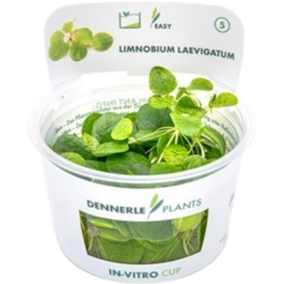 Dennerle Plants Limnobium laevigatum CUP - 1 Stk