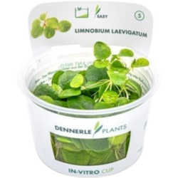 Dennerle Plants Limnobium laevigatum CUP - 1 Stk