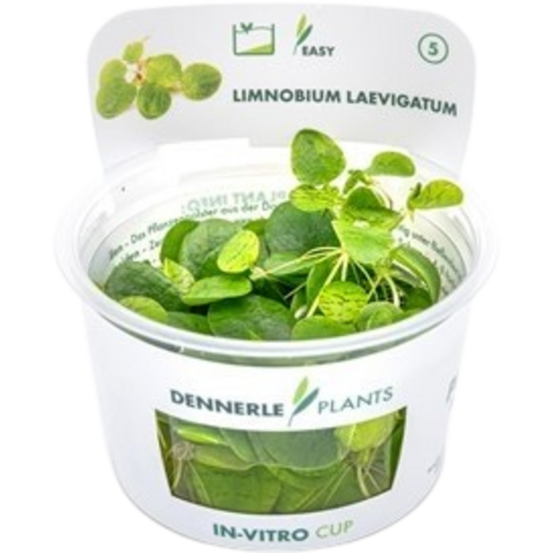 Dennerle Plants Limnobium laevigatum CUP - 1 Stk