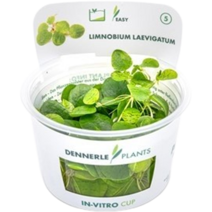 Dennerle Plants Limnobium laevigatum CUP - 1 Stk