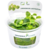 Dennerle Plants Limnobium laevigatum CUP - 1 Stk