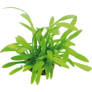 Dennerle Plants Sagittaria subulata var. pusilla - 1 Stk