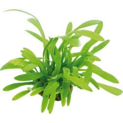 Dennerle Plants Sagittaria subulata var. pusilla - 1 Stk