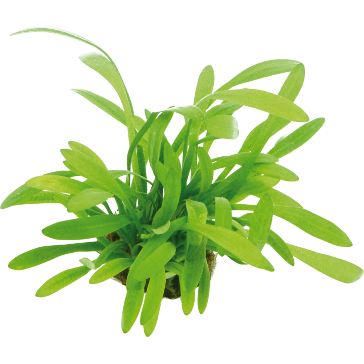 Dennerle Plants Sagittaria subulata var. pusilla - 1 Stk