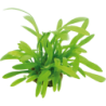 Dennerle Plants Sagittaria subulata var. pusilla - 1 Stk