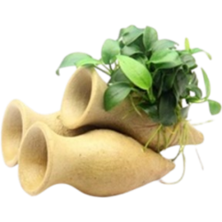 Dennerle Plants Anubias nana Bonsai auf Garnelen-Amphore - 1 Stk