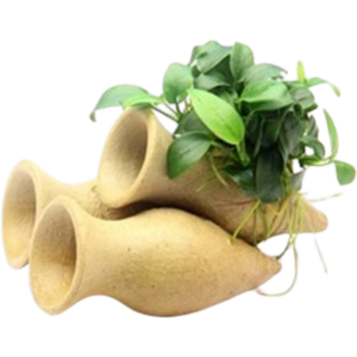 Dennerle Plants Anubias nana Bonsai auf Garnelen-Amphore - 1 Stk