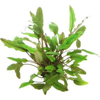 Dennerle Plants Cryptocoryne lucens - 1 Stk