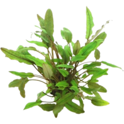 Dennerle Plants Cryptocoryne lucens - 1 Stk