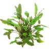 Dennerle Plants Cryptocoryne lucens - 1 Stk