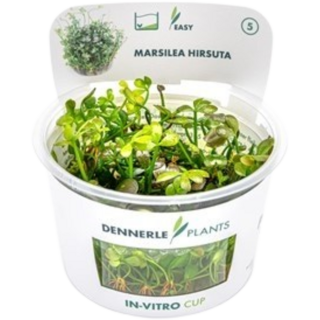 Dennerle Plants Marsilea hirsuta CUP - 1 Stk