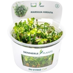 Dennerle Plants Marsilea hirsuta CUP - 1 Stk