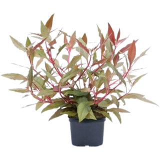 Dennerle Plants Alternanthera reineckii Rot XXL - 1 Stk