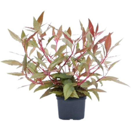 Dennerle Plants Alternanthera reineckii Rot XXL - 1 Stk