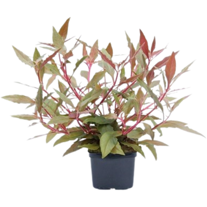 Dennerle Plants Alternanthera reineckii Rot XXL - 1 Stk