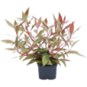 Dennerle Plants Alternanthera reineckii Rot XXL - 1 Stk