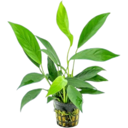 Dennerle Plants Anubias barteri var. glabra - 1 Stk