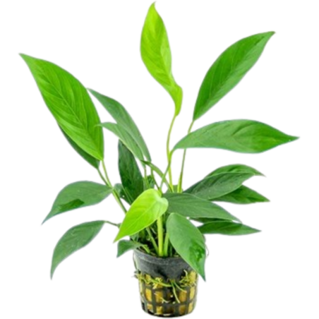 Dennerle Plants Anubias barteri var. glabra - 1 Stk