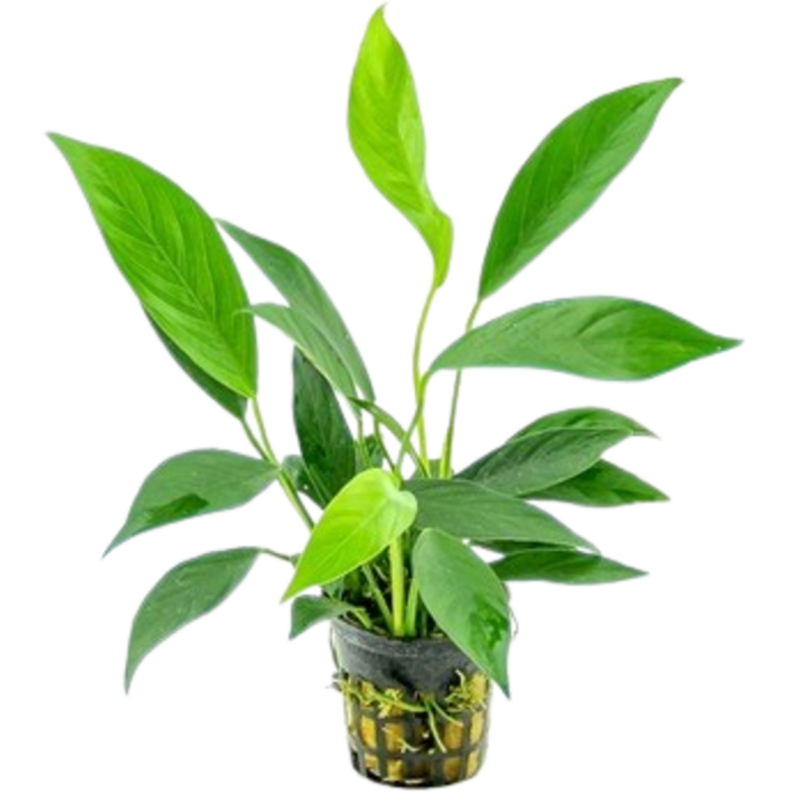 Dennerle Plants Anubias barteri var. glabra - 1 Stk