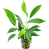 Dennerle Plants Anubias barteri var. glabra - 1 Stk