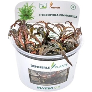 Dennerle Plants Hygrophila pinnatifida CUP - 1 Stk