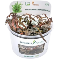 Dennerle Plants Hygrophila pinnatifida CUP - 1 Stk