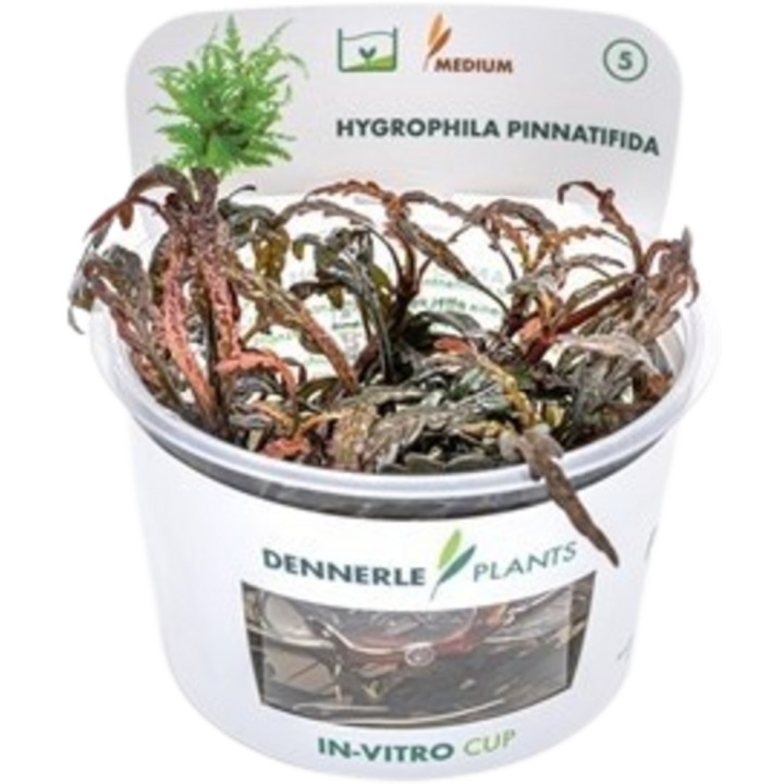 Dennerle Plants Hygrophila pinnatifida CUP - 1 Stk