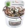 Dennerle Plants Hygrophila pinnatifida CUP - 1 Stk