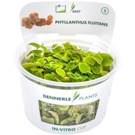 Dennerle Plants Phyllanthus fluitans CUP - 1 Stk