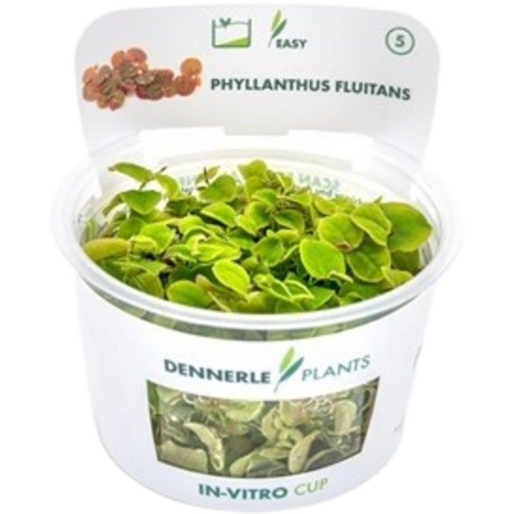 Dennerle Plants Phyllanthus fluitans CUP - 1 Stk