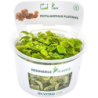 Dennerle Plants Phyllanthus fluitans CUP - 1 Stk