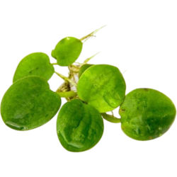 Dennerle Plants Limnobium laevigatum - 1 Stk