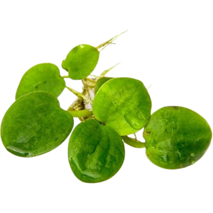Dennerle Plants Limnobium laevigatum - 1 Stk