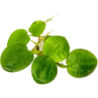 Dennerle Plants Limnobium laevigatum - 1 Stk