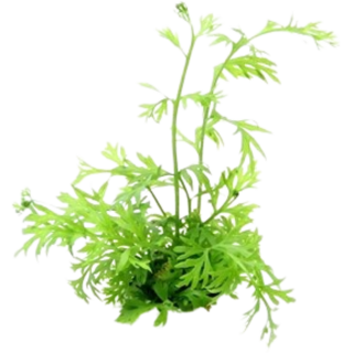 Dennerle Plants Ceratopteris thalictroides - 1 Stk