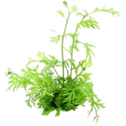 Dennerle Plants Ceratopteris thalictroides - 1 Stk