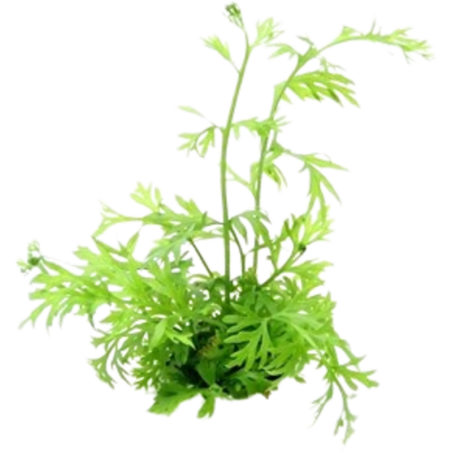 Dennerle Plants Ceratopteris thalictroides - 1 Stk
