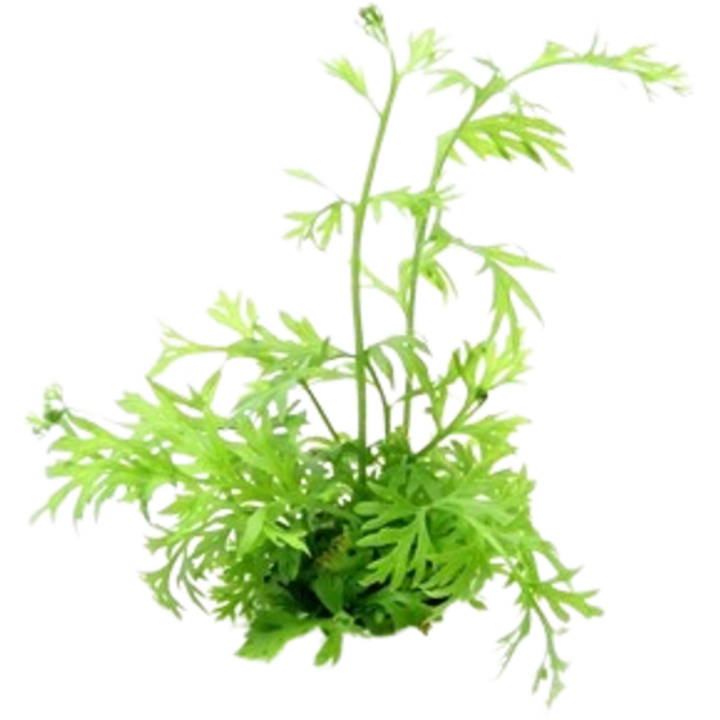 Dennerle Plants Ceratopteris thalictroides - 1 Stk