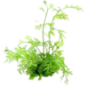Dennerle Plants Ceratopteris thalictroides - 1 Stk