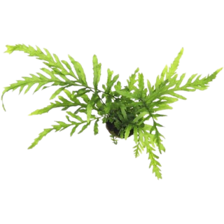 Dennerle Plants Bolbitis heudelotii - Im Topf