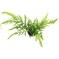 Dennerle Plants Bolbitis heudelotii - Im Topf