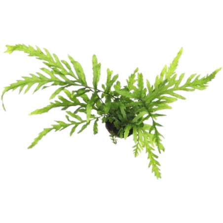 Dennerle Plants Bolbitis heudelotii - Im Topf