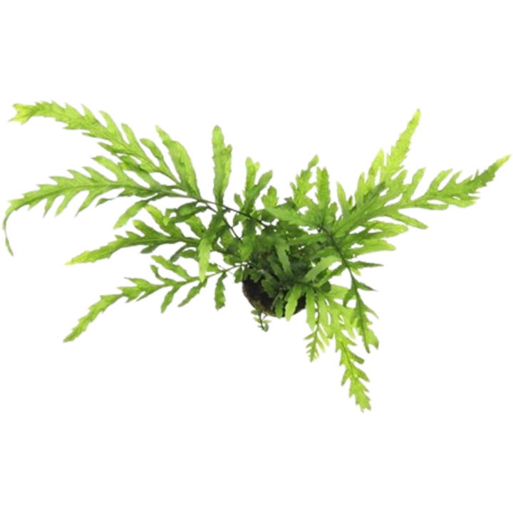 Dennerle Plants Bolbitis heudelotii - Im Topf