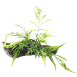Dennerle Plants Bolbitis heudelotii - Auf Wurzel