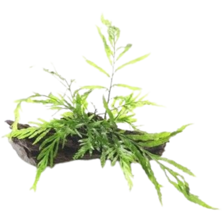 Dennerle Plants Bolbitis heudelotii - Auf Wurzel