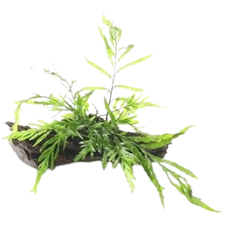 Dennerle Plants Bolbitis heudelotii - Auf Wurzel