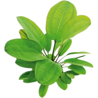 Dennerle Plants Echinodorus - Small Bear - 1 Stk