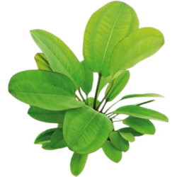 Dennerle Plants Echinodorus - Small Bear - 1 Stk