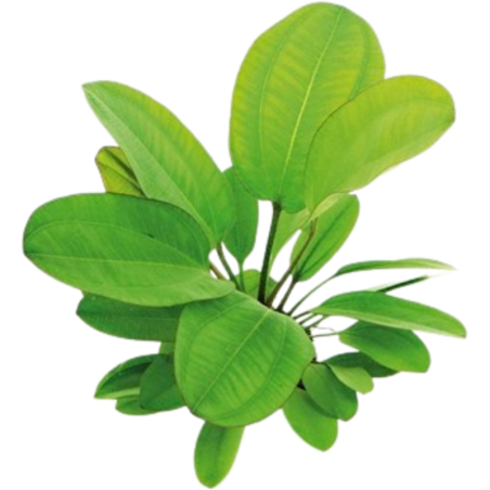 Dennerle Plants Echinodorus - Small Bear - 1 Stk